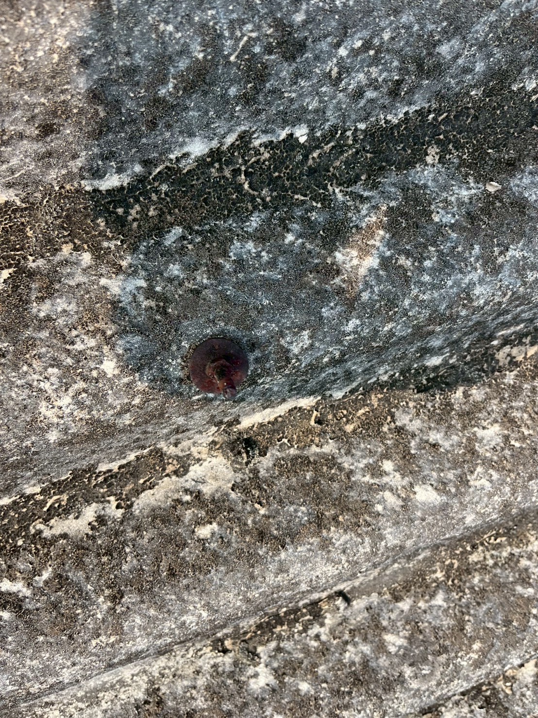 波型スレートを固定するボルトが錆びている